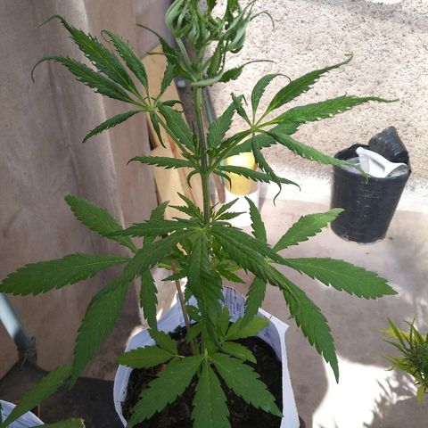 Sk8.marcuzzas #1 growlog photo: Hojad retorcidas. Saca brotes pero no veo preflores.
Hace 2 dias hice agujeros a maceta y cubri con papel blanco. Voy a distancias riegos a ver si mejora. 