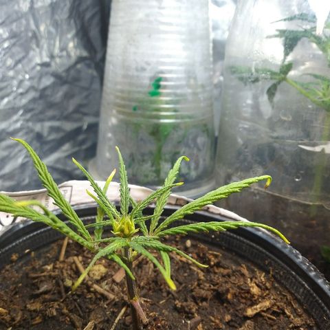 Esquejes.sk8.hembra #1 growlog timeline photo