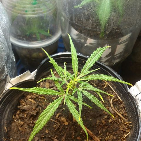 Esquejes.sk8.hembra #1 growlog timeline photo