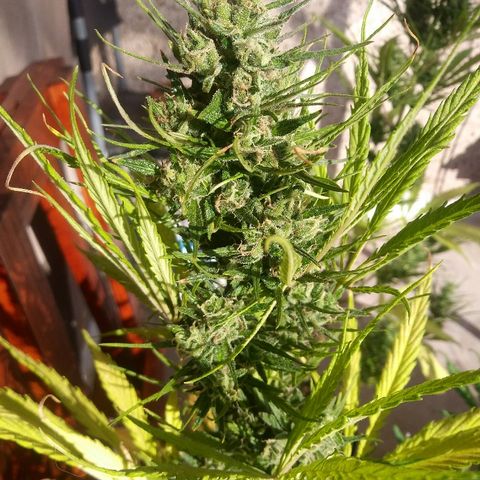Sk8.marcuza growlog timeline photo