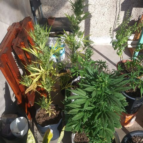 Sk8.marcuzzas #1 growlog photo: Temperaturas max 28°C