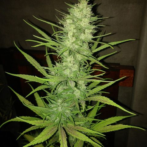Pequeña growlog timeline photo