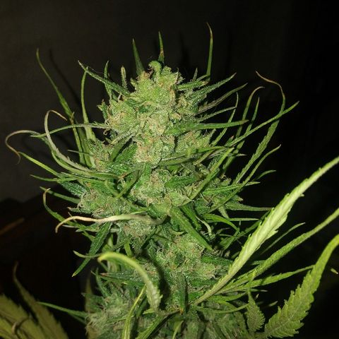 Sk8.marcuza growlog timeline photo