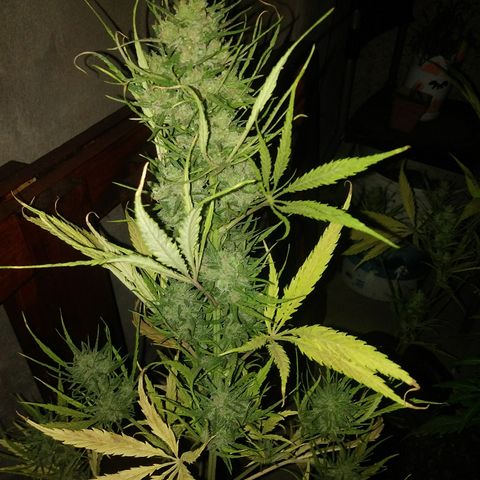Sk8.marcuza growlog photo: Encontré una semilla en la flor ppal. Arriba.
Todavia faltan madurar un poco mas.