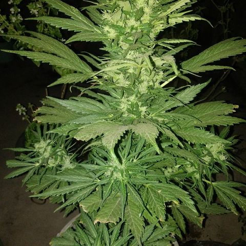 Genética desconocida growlog timeline photo
