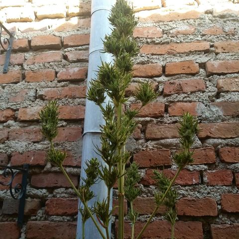 Sk8.marcuza growlog timeline photo