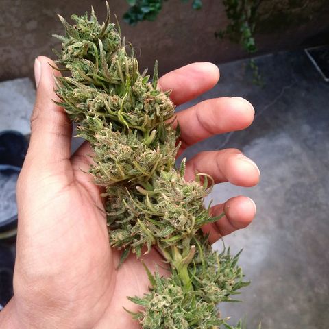 Sk8.marcuza growlog timeline photo