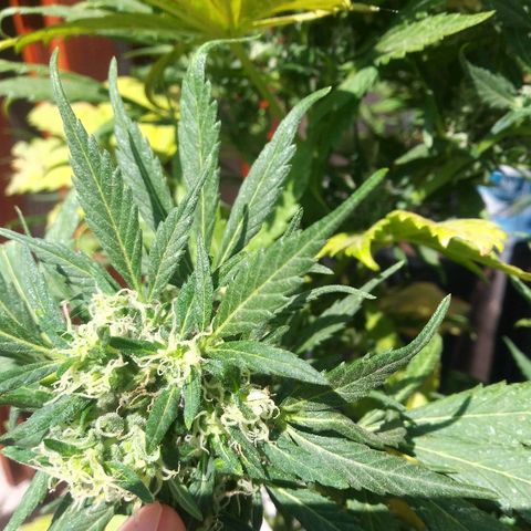 Genética desconocida growlog photo: Encontre flores macho.
Hermafrodita. Polinizada 😥