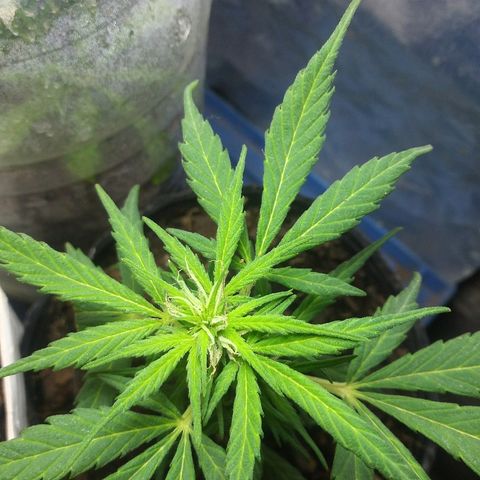 Esqueje #2 indica growlog photo: Esqueje trasplantado con raíces