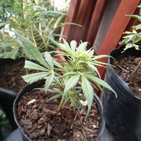 Esqueje #2 indica growlog timeline photo