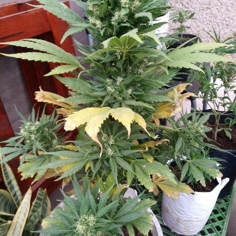 Genética desconocida growlog timeline photo