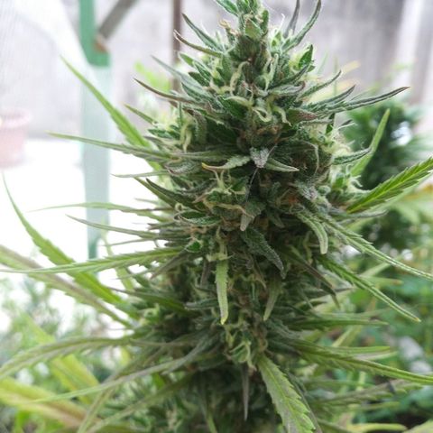 Pequeña growlog timeline photo