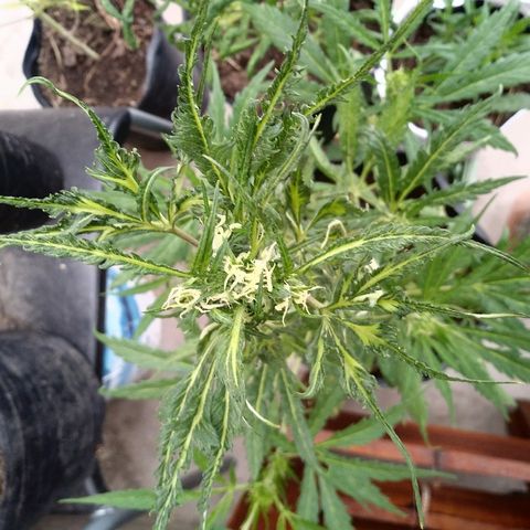 Sk8.marcuzzas #1 growlog timeline photo