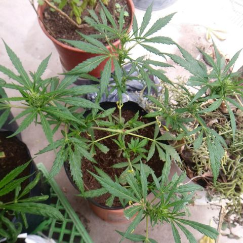 Sk8.marcuzzas #2 growlog timeline photo