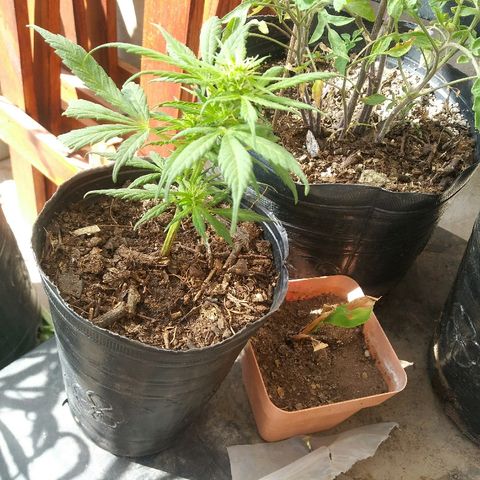 Esqueje #2 indica growlog timeline photo