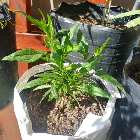 Esquejes.sk8.hembra #1 growlog timeline photo