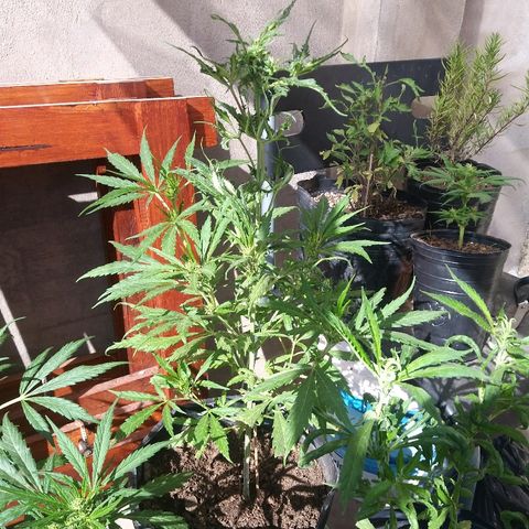Sk8.marcuzzas #1 growlog timeline photo