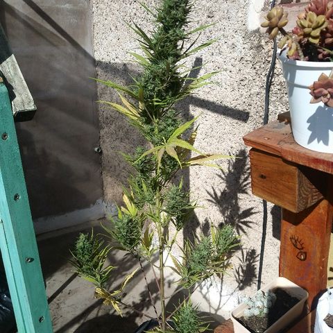 Pequeña growlog timeline photo