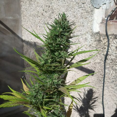 Pequeña growlog photo: Sativa