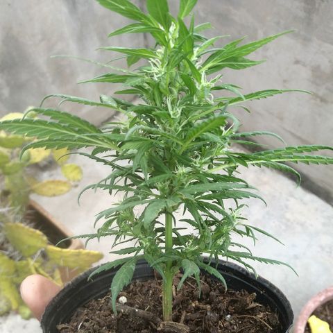 Esqueje #2 indica growlog timeline photo