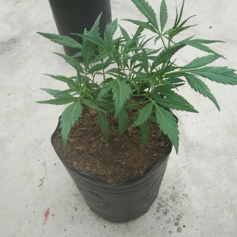 Esquejes.sk8.hembra #1 growlog timeline photo