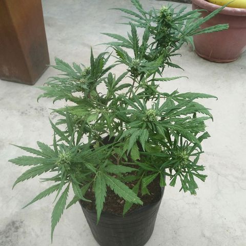 Sk8.marcuzzas #1 growlog timeline photo