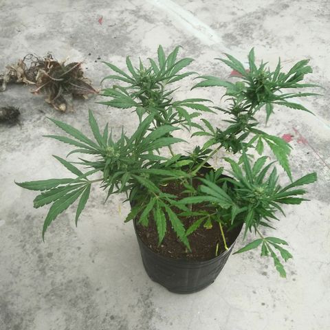Sk8.marcuzzas #2 growlog timeline photo