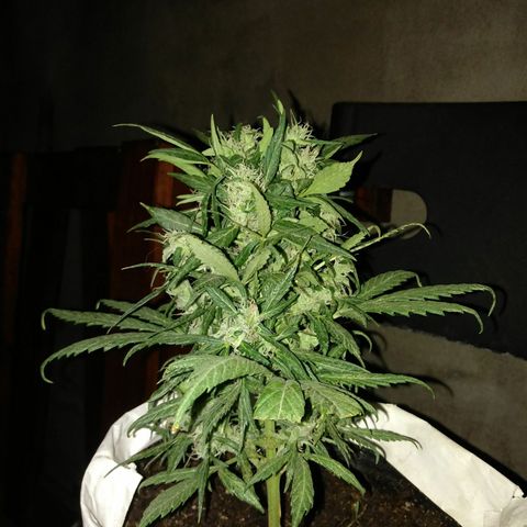 Esqueje #2 indica growlog timeline photo