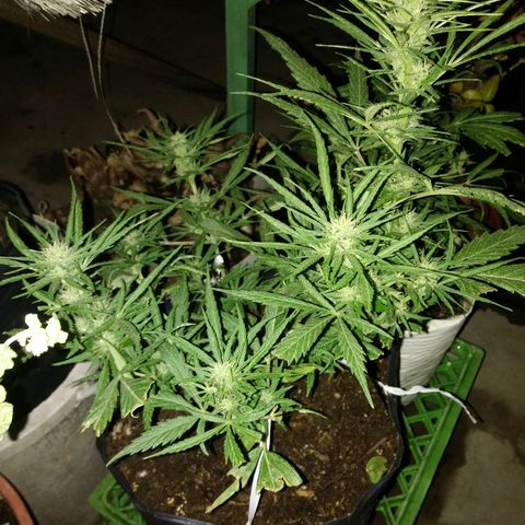 Esquejes.sk8.hembra #1 growlog timeline photo