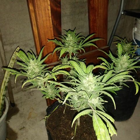 Sk8.marcuzzas #2 growlog timeline photo