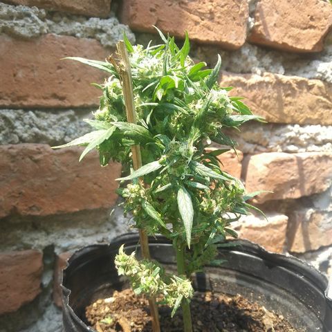 Esqueje #2 indica growlog timeline photo