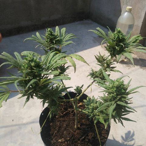 Sk8.marcuzzas #2 growlog timeline photo