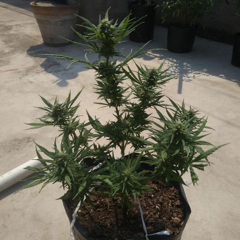 Esquejes.sk8.hembra #1 growlog timeline photo