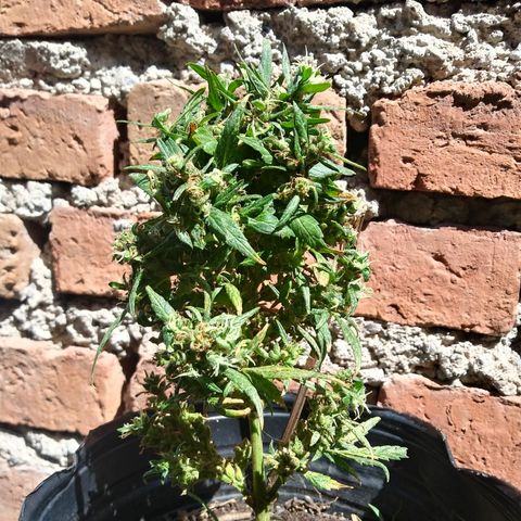 Esqueje #2 indica growlog timeline photo