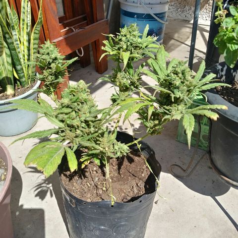 Sk8.marcuzzas #2 growlog timeline photo