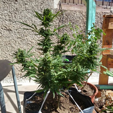 Esquejes.sk8.hembra #1 growlog timeline photo