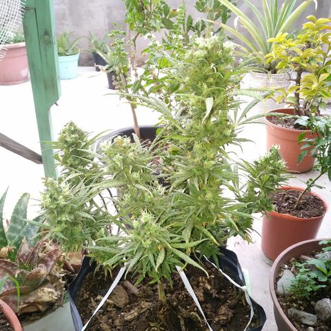Esquejes.sk8.hembra #1 growlog timeline photo