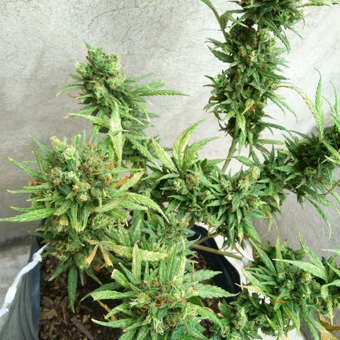 Esquejes.sk8.hembra #1 growlog photo: Para el corte