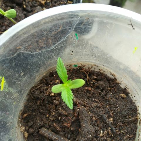PQue.x macho esteban #1 growlog photo: 1er riego con abono