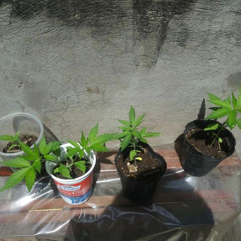 Sk8.criollas #2 growlog photo: Riego con lixiviado dorado
 Ph 6.98
Riego matutino
Plantas: luz natural de 7 a 20 hs.
Sol directo de 10 a 19 hs
Aporte 30 wats luz led de 20 a 24 hs