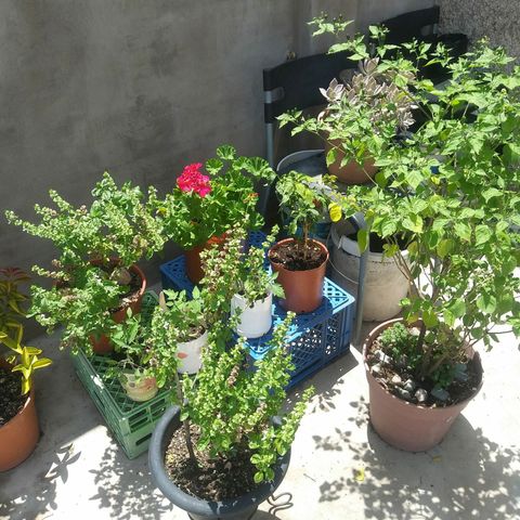 Sk8.criollas #2 growlog photo: Riego con lixiviado dorado
 Ph 6.98
Riego matutino
Plantas: luz natural de 7 a 20 hs.
Sol directo de 10 a 19 hs
Aporte 30 wats luz led de 20 a 24 hs