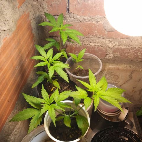 Sk8.criollas #2 growlog photo: Aporte de hs luz. Led.
18w luz calida
12w luz fria