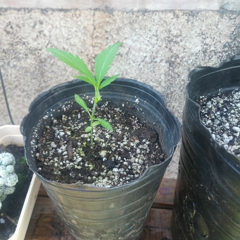 PQue.x macho esteban #1 growlog timeline photo