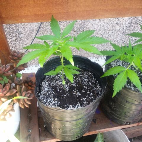 Sk8.criollas #2 growlog timeline photo