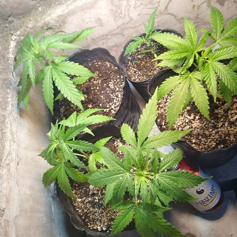 Sk8.criollas #2 growlog timeline photo