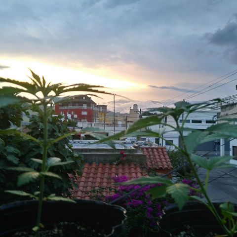 Sk8.criollas #2 growlog photo: Se riega por la noche. Con trichodermas
 20.30 hs
