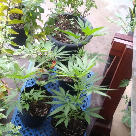 Sk8.criollas #2 growlog timeline photo