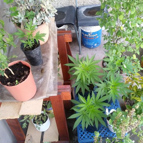 Sk8.criollas #2 growlog timeline photo