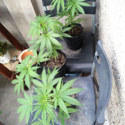 Sk8.criollas #2 growlog timeline photo