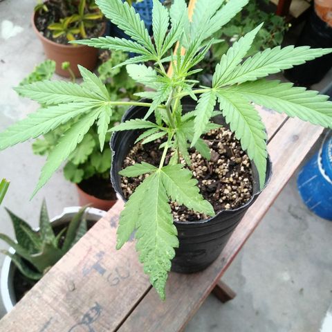 PQue.x macho esteban #1 growlog timeline photo